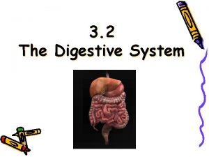 3 2 The Digestive System The Digestive Tract