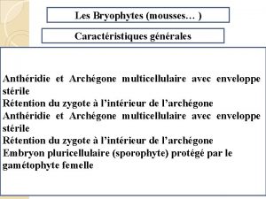 Les Bryophytes mousses Caractristiques gnrales Anthridie et Archgone