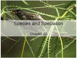 Species and Speciation Chapter 22 SPECIES PLOT 22