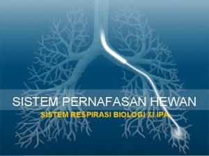 SISTEM PERNAFASAN HEWAN SISTEM RESPIRASI BIOLOGI XI IPA