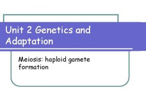 Unit 2 Genetics and Adaptation Meiosis haploid gamete