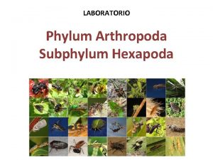 LABORATORIO Phylum Arthropoda Subphylum Hexapoda Phylum Arthropoda Subphylum