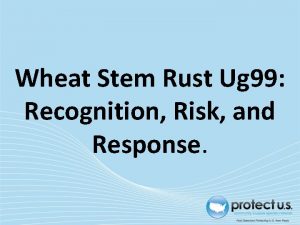 Wheat Stem Rust Ug 99 Recognition Risk and