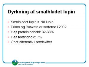 Dyrkning af smalbladet lupin Smalbladet lupin bl lupin