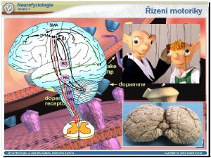 Neurofyziologie strana 1 stav fyziologie 2 lkask fakulta