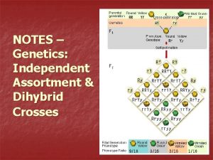 NOTES Genetics Independent Assortment Dihybrid Crosses Are traits