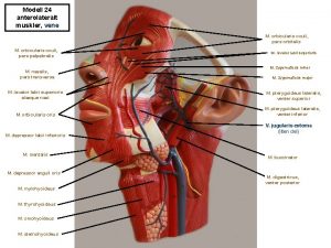 Modell 24 anterolateralt muskler vene M orbicularis oculi