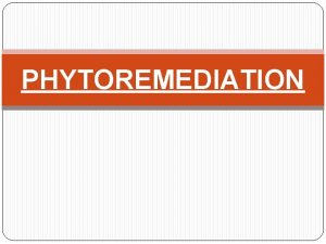 Rhizofiltration definition