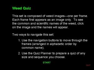 Weed Quiz This set is composed of weed