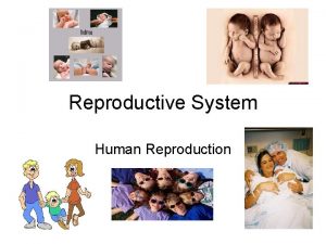 Reproductive System Human Reproduction Female Reproductive System Male