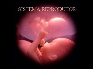 Sistema reprodutor masculino e femenino Sistema reprodutor masculino e femenino