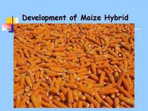 Development of Maize Hybrid Development of Maize Hybrid