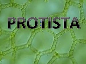 PROTISTA 5 STANDAR KOMPETENSI DASAR Memahami prinsip pengelompokan