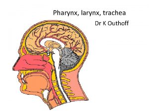 Pharynx larynx trachea Dr K Outhoff A Local