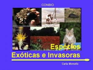 CONBIO Espcies Exticas e Invasoras Carla Morsello Definies