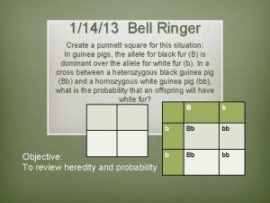 Punnett square for curly hair