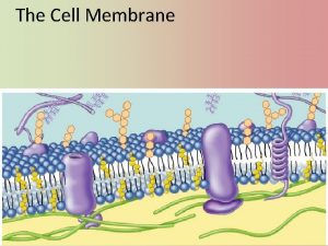 The Cell Membrane Phospholipids Phosphate head Phosphate attracted