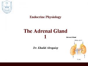 Endocrine Physiology The Adrenal Gland 1 Dr Khalid