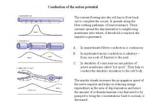 Node of ranvier channels