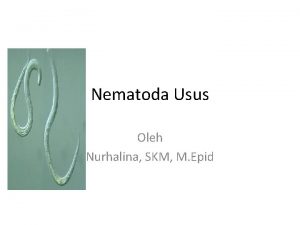 Nematoda Usus Oleh Nurhalina SKM M Epid Pengertian