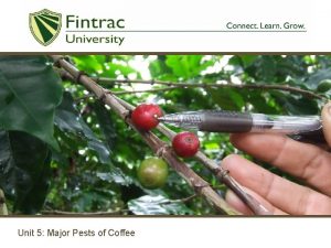 Unit 5 Major Pests of Coffee Introduction Coffee