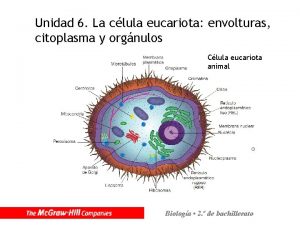Unidad 6 La clula eucariota envolturas citoplasma y