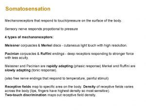 Mechanoreceptors