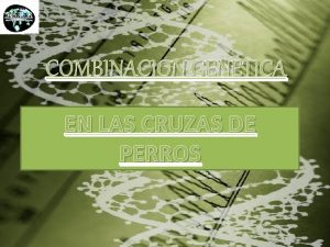 COMBINACION GENETICA EN LAS CRUZAS DE PERROS HERENCIA