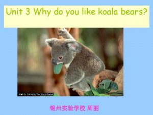 Unit 3 Why do you like koala bears