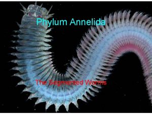 Phylum Annelida The Segmented Worms Phylum Level Characteristics