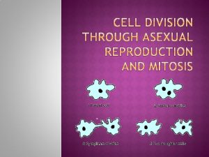 All living organisms are made of cells Cells