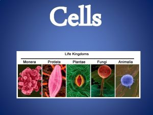 Cells Levels of Organization Who Discovered and Named