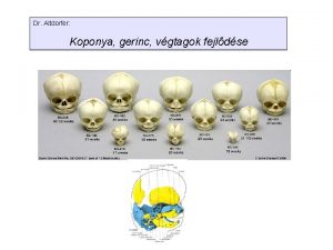 Dr Altdorfer Koponya gerinc vgtagok fejldse Koponya Viscerocranium