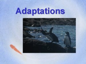 Penguin structural adaptations