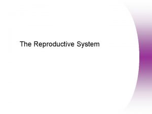 The Reproductive System Reproductive System Primary sex organs