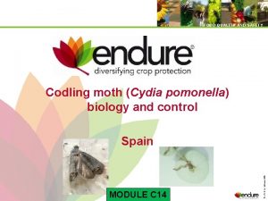 FOOD QUALITY AND SAFETY Codling moth Cydia pomonella