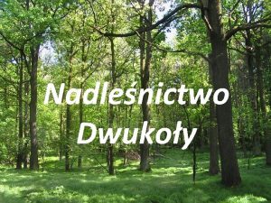 Nadlenictwo Dwukoy Historia Nadlenictwo Dwukoy jednostka organizacyjna Lasw