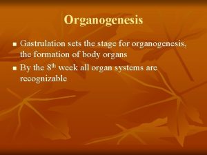 Organogenesis n n Gastrulation sets the stage for