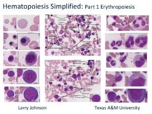 Hematopoiesis Simplified Part 1 Erythropoiesis Larry Johnson Texas