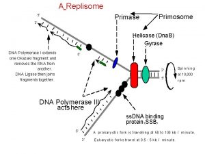 Primosome and replisome