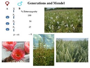 Generations and Mendel A X B Heterozygosity x