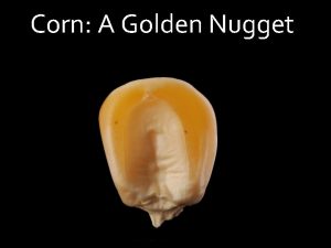 Corn A Golden Nugget Different corn varieties are