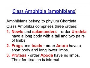 Phylum chordata class amphibia