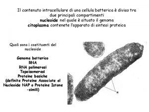 Il contenuto intracellulare di una cellula batterica diviso