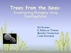 Trees from the Seas Investigating Phylogeny Using Dinoflagellates