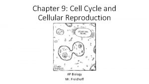 Interphase cell