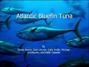 Atlantic Bluefin Tuna By Varian Bosch Sam Lincoln