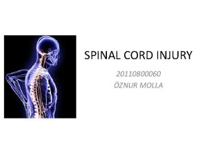 SPINAL CORD INJURY 20110800060 ZNUR MOLLA Anatomy Review