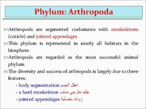 Are arthropods coelomates