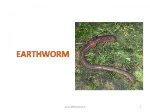 Earthworm excretory system